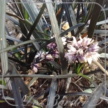 Ophiopogon planiscapus 'Black Dragon'