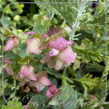 Origanum 'Kent Beauty'