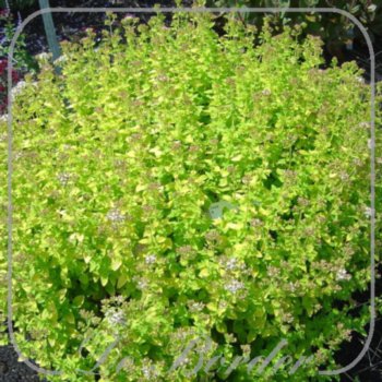 origanum-vulgare-thumbles-variety-300 Origanum vulgare 'Thumble's Variety'