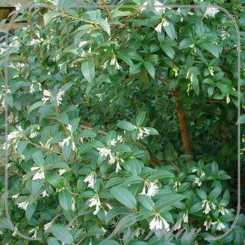 osmanthus-burkwoodii-339 Osmanthus burkwoodii