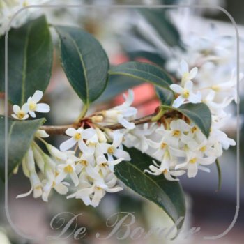 osmanthus-burkwoodii-382 Osmanthus burkwoodii