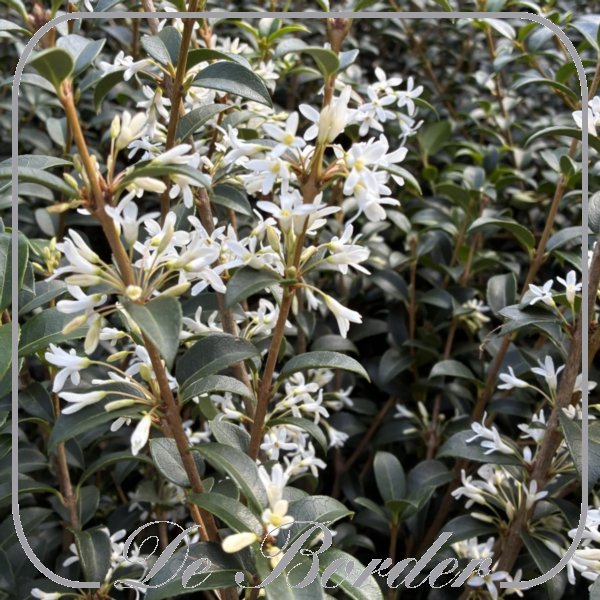 Osmanthus burkwoodii