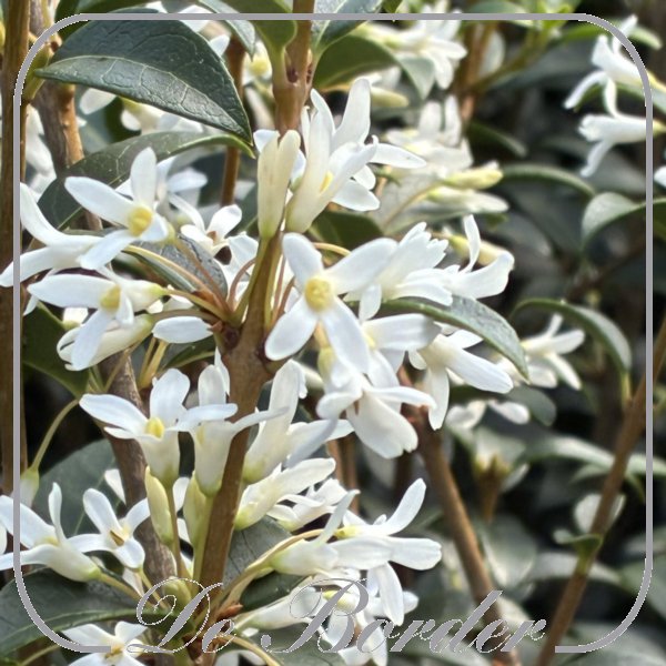 osmanthus-burkwoodii-738 Osmanthus burkwoodii