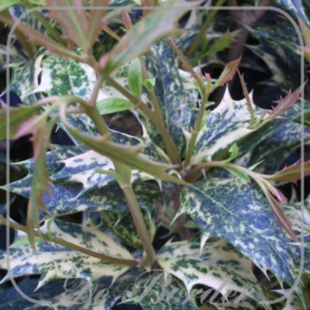 osmanthus-heterophyllus-goshiki-701 Osmanthus heterophyllus 'Goshiki'