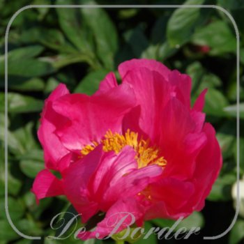 Paeonia 'Flame'