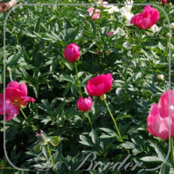 Paeonia 'Flame'