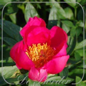 Paeonia 'Flame'