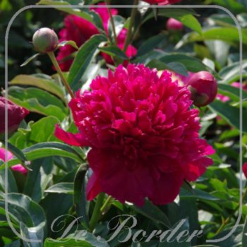 Paeonia 'Inspecteur Lavergne'