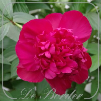 Paeonia 'Inspecteur Lavergne'