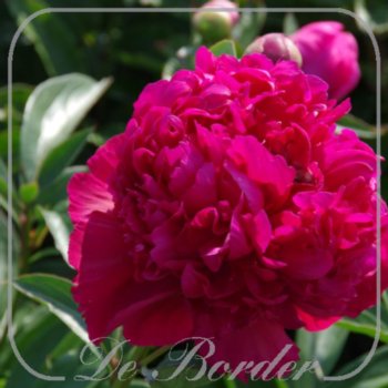 Paeonia 'Inspecteur Lavergne'