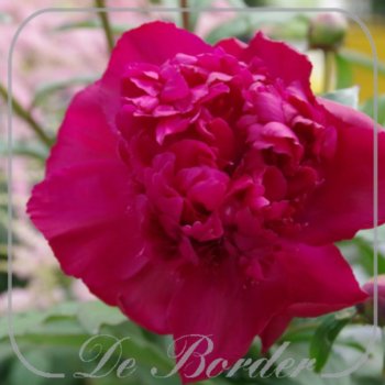 Paeonia 'Inspecteur Lavergne'
