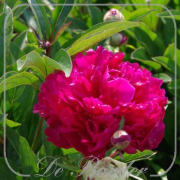 paeonia-karl-rosenfield-019.jpg Paeonia 'Karl Rosenfield'