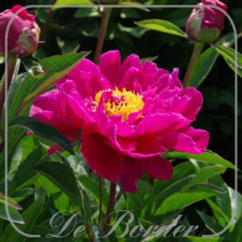 paeonia-karl-rosenfield-298.jpg Paeonia 'Karl Rosenfield'
