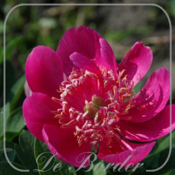 Paeonia officinalis 'Anemoniflora'