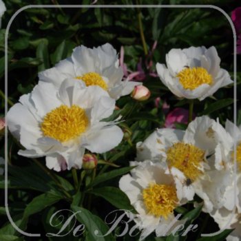 Paeonia 'White Wings'