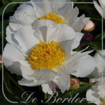 Paeonia 'White Wings'