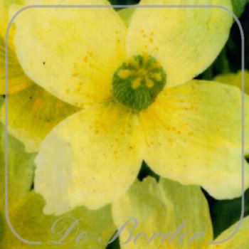 Papaver miyabeanum --