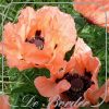 Papaver orientale 'Prinzessin Victoria Louise'