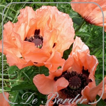 papaver-orientale-prinzessin-victoria-louise-890 Papaver orientale 'Prinzessin Victoria Louise'