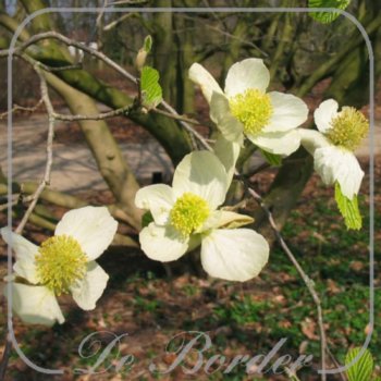 Parrotiopsis jacquemontiana