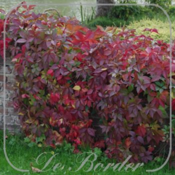 parthenocissus-quinquefolia-065 Parthenocissus quinquefolia