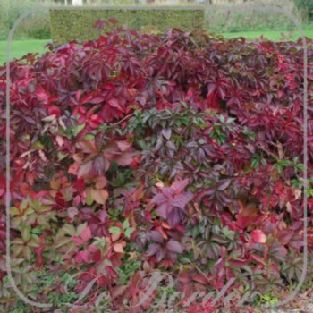 parthenocissus-quinquefolia-282 Parthenocissus quinquefolia