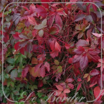 parthenocissus-quinquefolia-446 Parthenocissus quinquefolia