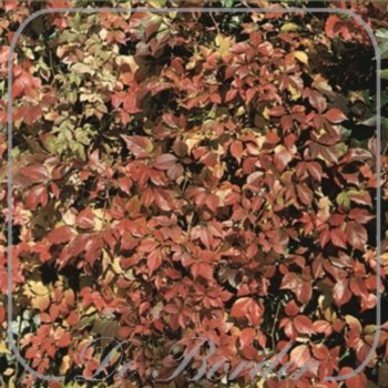 parthenocissus-quinquefolia-70-80-cm-in-pot-(23l)-061 Parthenocissus quinquefolia