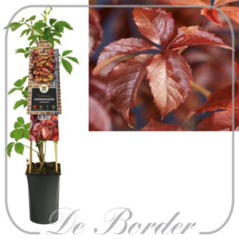 parthenocissus-quinquefolia-755 Parthenocissus quinquefolia