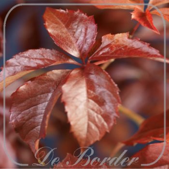 parthenocissus-quinquefolia-757 Parthenocissus quinquefolia