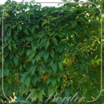 Parthenocissus quinquefolia var. engelmannii