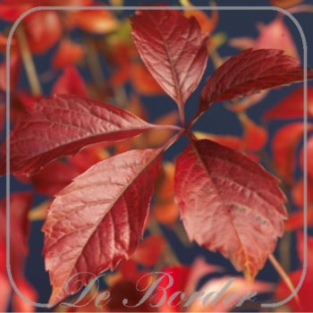 Parthenocissus quinquefolia var. engelmannii