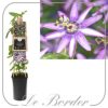 Passiflora 'Amethyst'