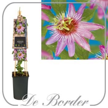 Passiflora 'Anastasia'