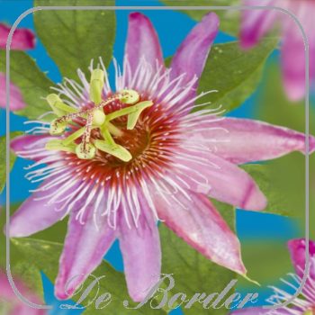 Passiflora 'Anastasia'