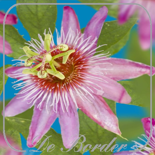 passiflora-anastasia-769 Passiflora 'Anastasia'