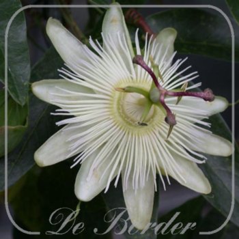 passiflora-caerulea-constance-elliott-70-80-cm-in-pot-(23l)-420 Passiflora caerulea 'Constance Elliott'
