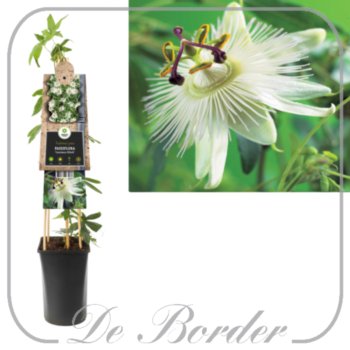 Passiflora caerulea 'Constance Elliott'