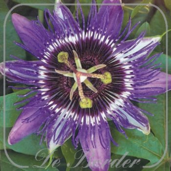 Passiflora 'Maxima'
