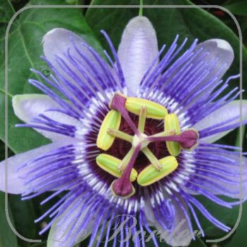 Passiflora 'Purple Haze'