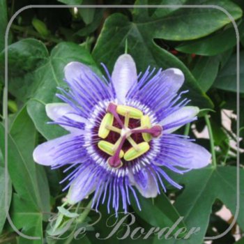 Passiflora 'Purple Haze'