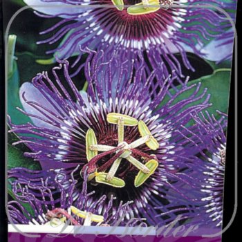 Passiflora 'Purple Haze'