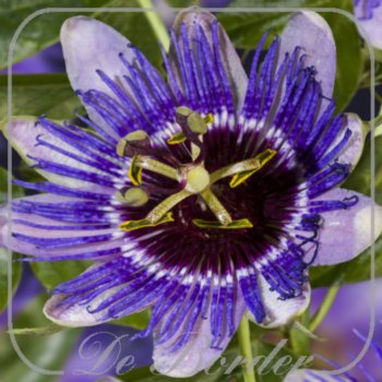 Passiflora 'Purple Haze'