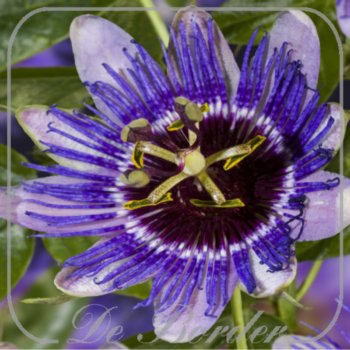 Passiflora 'Purple Haze'