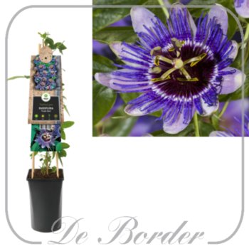 Passiflora 'Purple Haze'