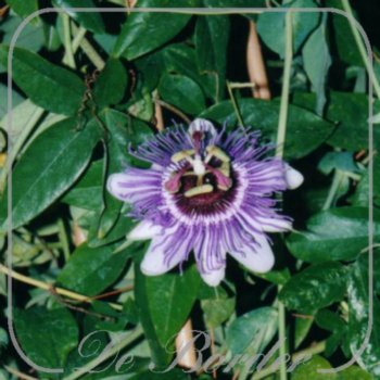 Passiflora 'Purple Haze'
