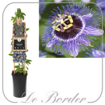 passiflora-purple-rain-799 Passiflora 'Maxima'