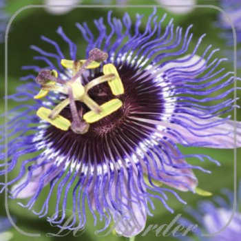 Passiflora 'Maxima'