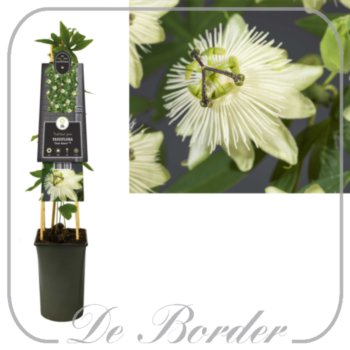 Passiflora 'Snow Queen'