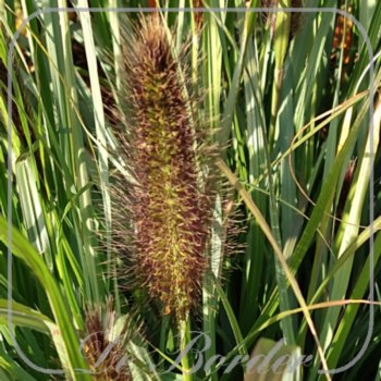 pennisetum-alopecuroides-black-beauty-087 Pennisetum alopecuroides 'Black Beauty'